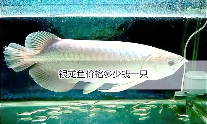 銀龍魚最便宜的多少錢