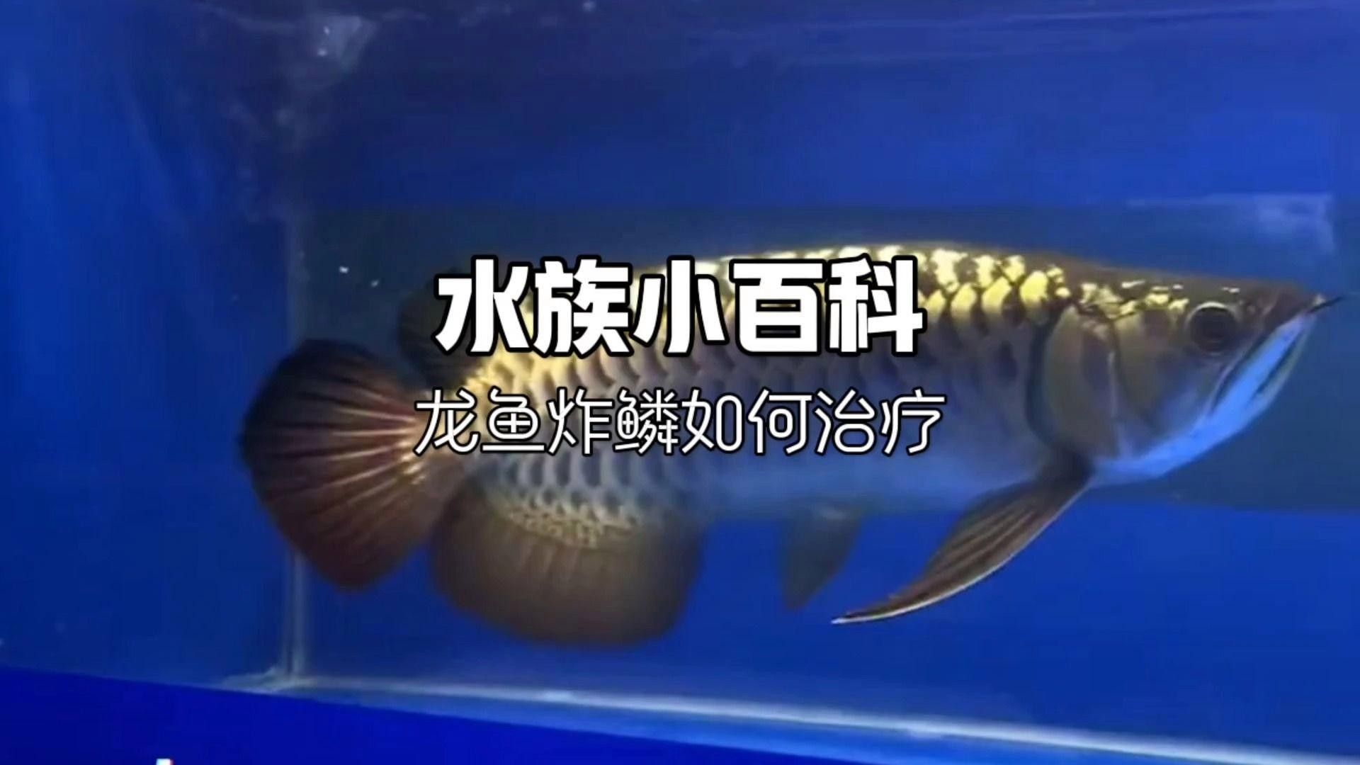 龍魚炸鱗后如何提高治愈率？