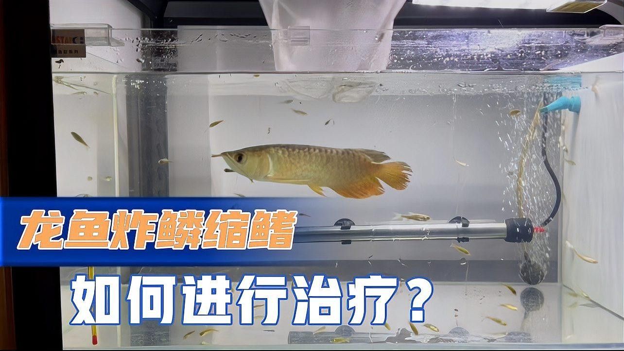 龍魚炸鱗后如何提高治愈率？