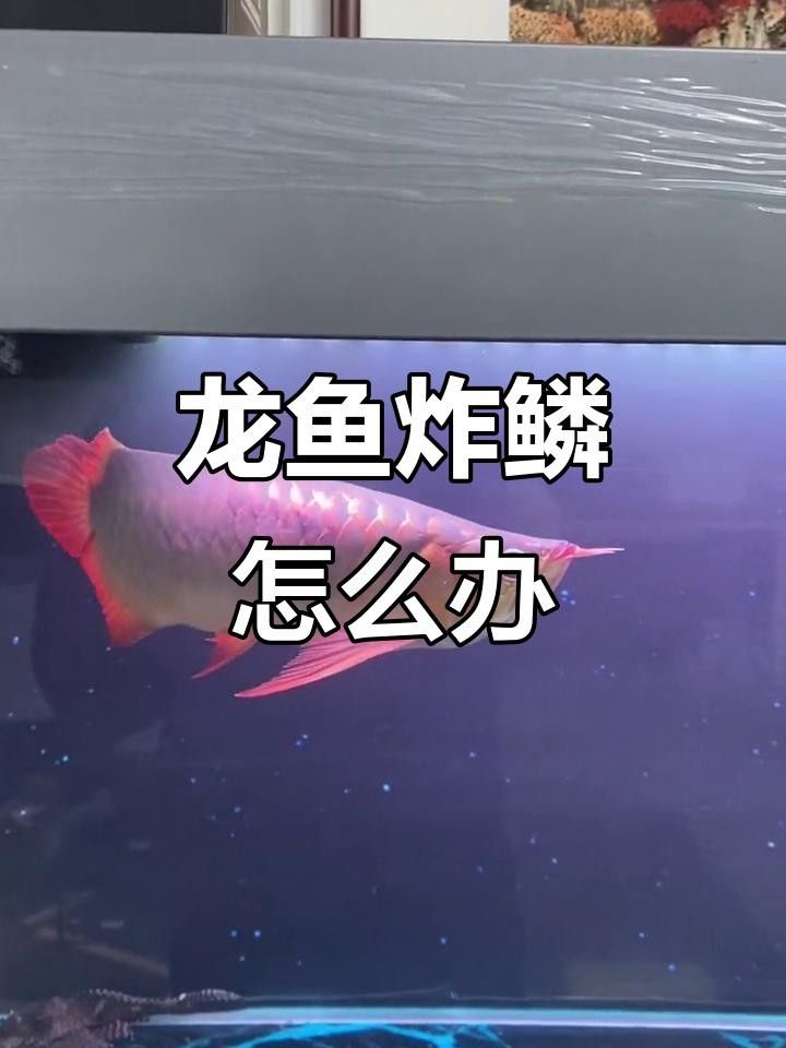 龍魚炸鱗后如何提高治愈率？