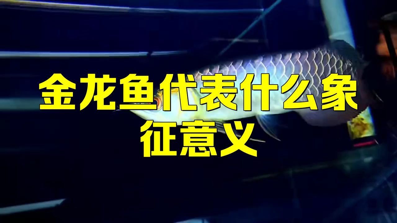 過背金龍魚在文化中的地位