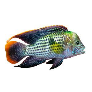 紅尾皇冠和龍魚混養(yǎng)【紅尾皇冠和龍魚混養(yǎng)的成功案例】