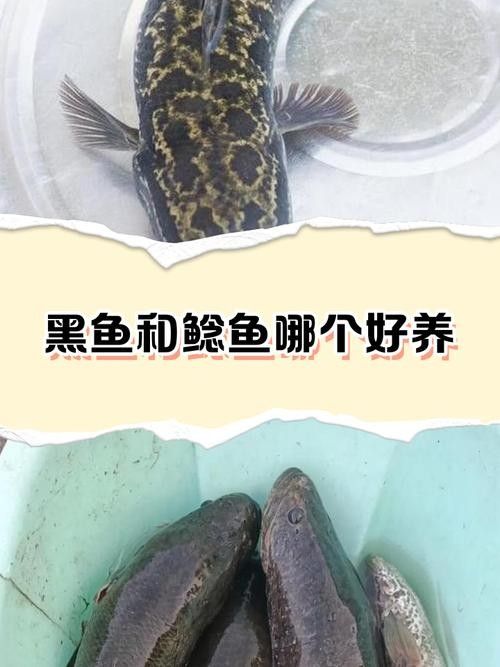 黑魚與金龍魚能混養(yǎng)嗎圖片對比