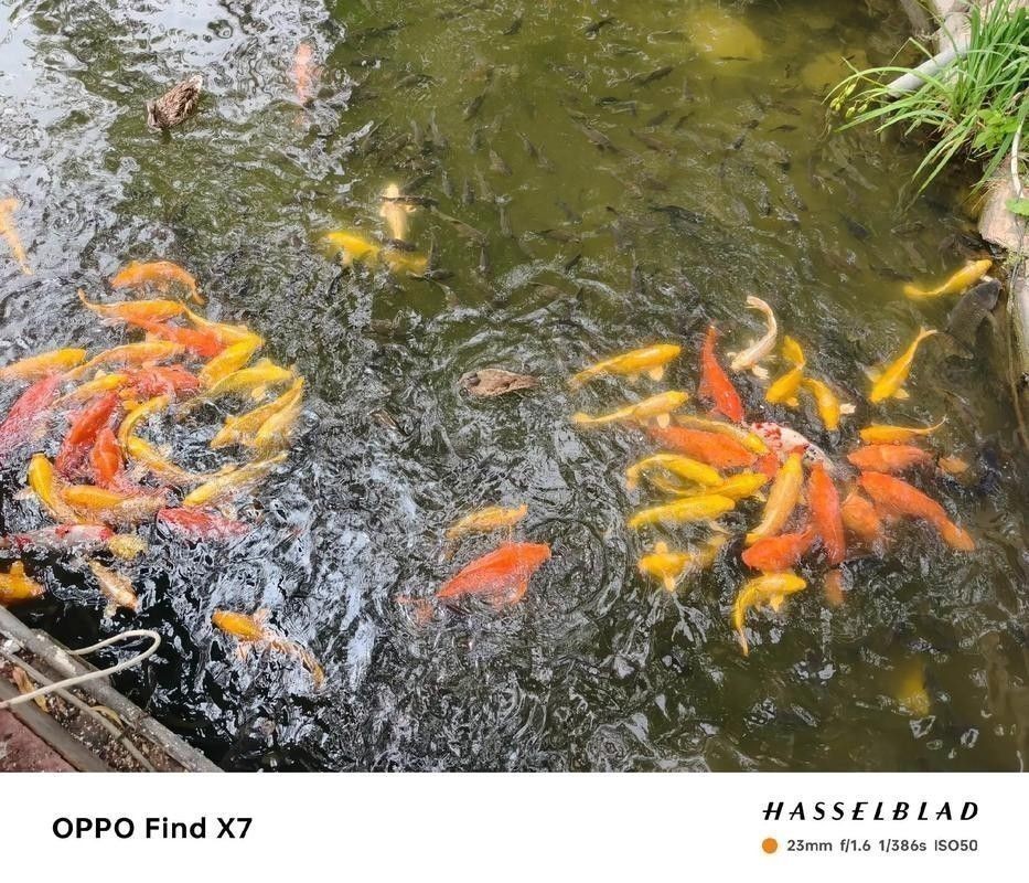 黑魚與金龍魚能混養(yǎng)嗎圖片對比