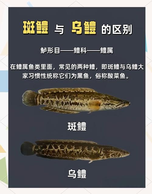 黑魚與金龍魚能混養(yǎng)嗎圖片對比