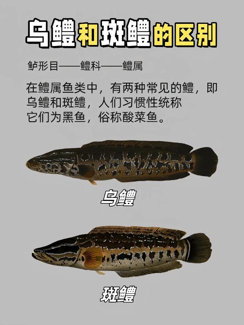 黑魚與金龍魚能混養(yǎng)嗎圖片對比