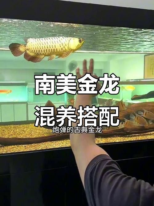 黑魚與金龍魚能混養(yǎng)嗎圖片對比