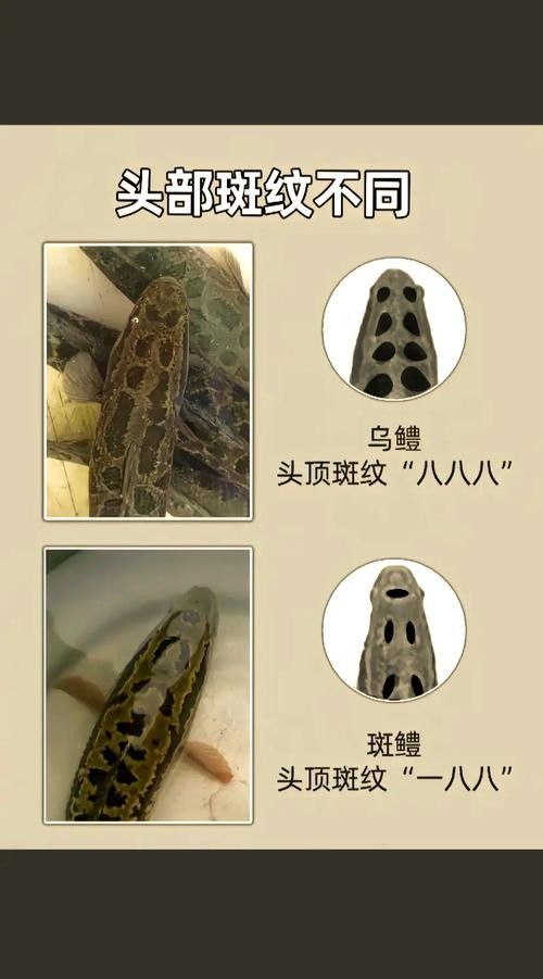 黑魚與金龍魚能混養(yǎng)嗎圖片對比