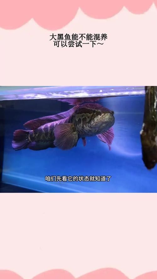 黑魚與金龍魚能混養(yǎng)嗎圖片對比