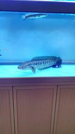 黑魚與金龍魚能混養(yǎng)嗎圖片對比