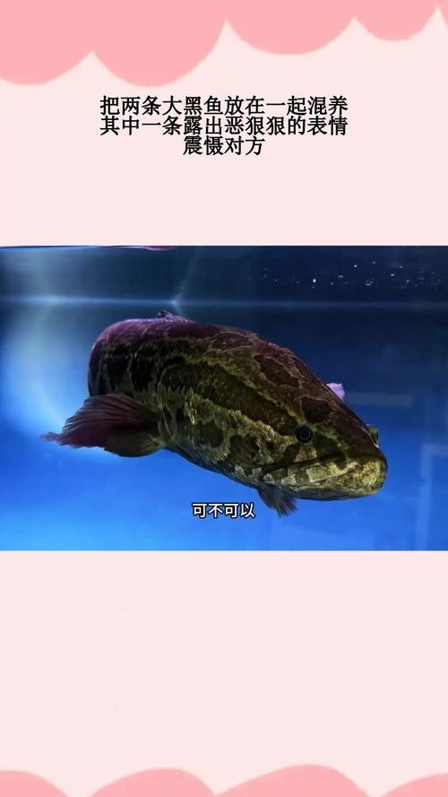 黑魚與金龍魚能混養(yǎng)嗎圖片對比