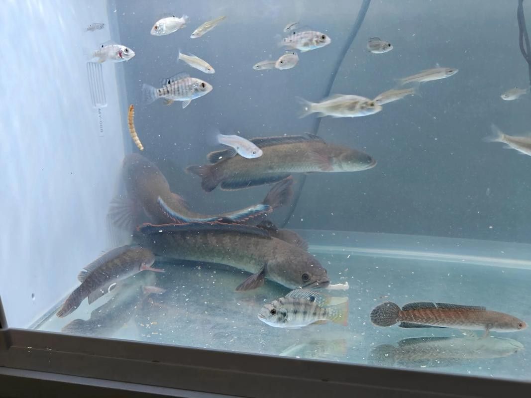 黑魚與金龍魚能混養(yǎng)嗎圖片對比