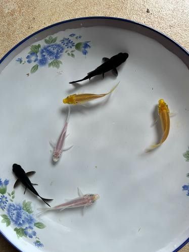 黑魚與金龍魚能混養(yǎng)嗎圖片對比