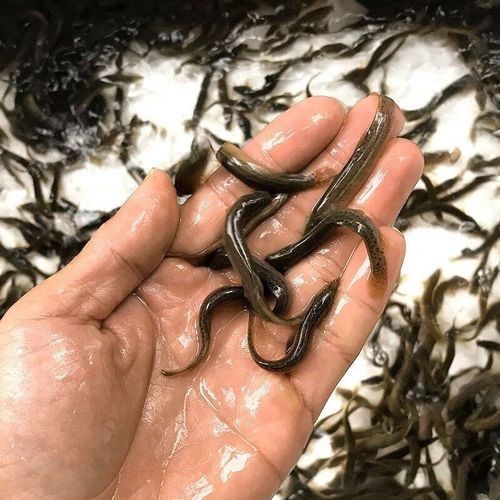 黑魚與金龍魚能混養(yǎng)嗎圖片對比