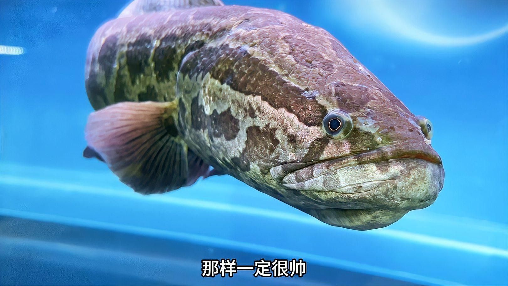 黑魚與金龍魚能混養(yǎng)嗎圖片對比
