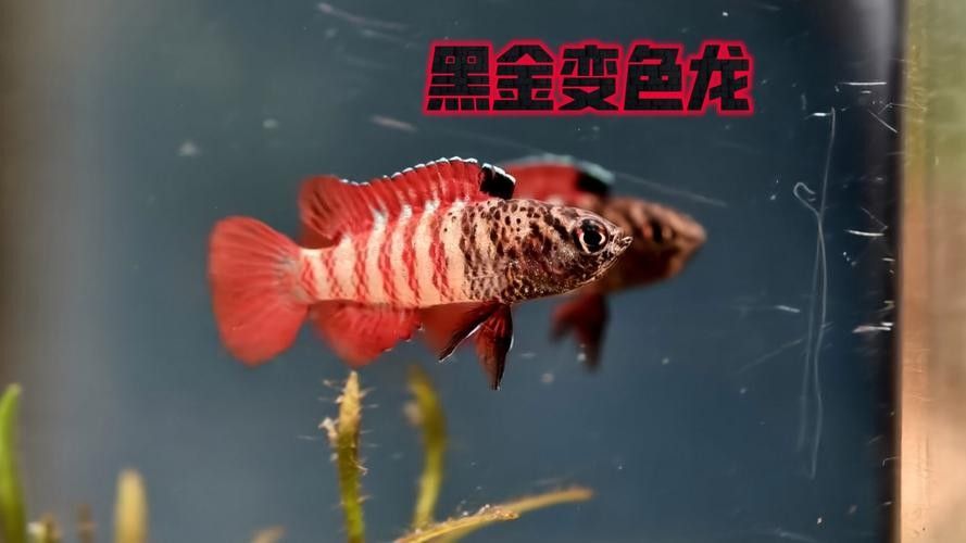 黑魚與金龍魚能混養(yǎng)嗎圖片對比