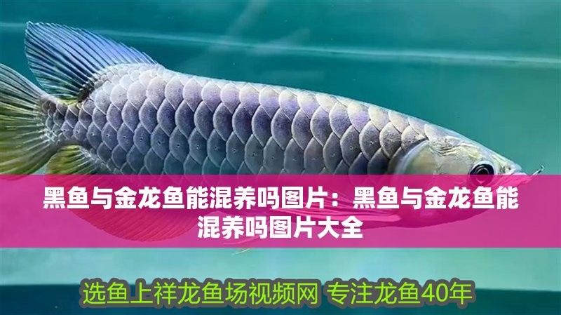 黑魚與金龍魚能混養(yǎng)嗎圖片對比
