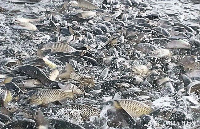 黑魚與金龍魚能混養(yǎng)嗎圖片對比