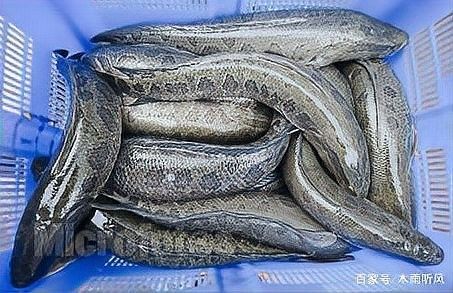 黑魚與金龍魚能混養(yǎng)嗎圖片對比