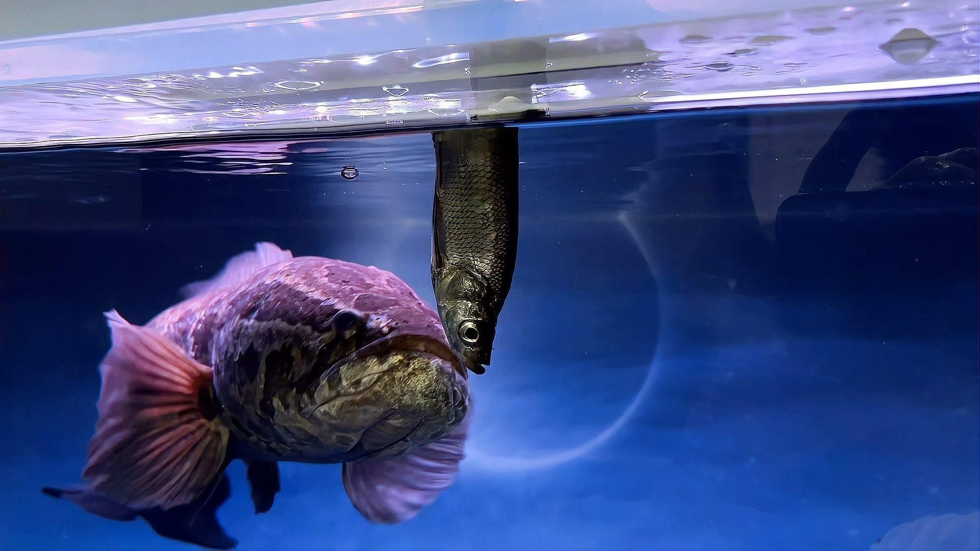 黑魚與金龍魚能混養(yǎng)嗎圖片對比