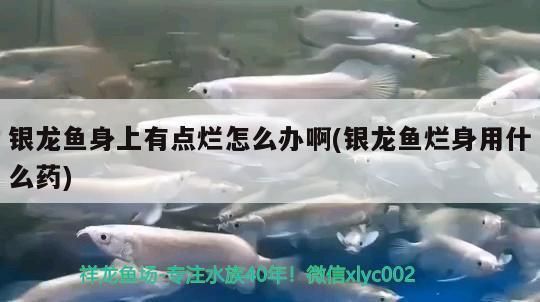 龍魚缸ph多少合適養魚：銀龍魚身上爛了怎么辦