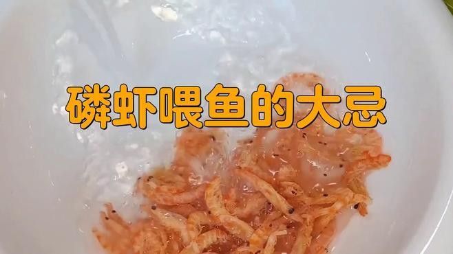 銀龍魚喂南極磷蝦好嗎