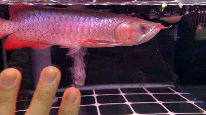 金冠紅龍魚的價格是多少？