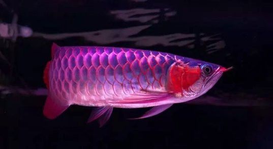 祥龍漁場的龍魚怎樣養殖的