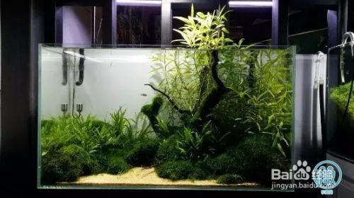 有過濾器的魚缸需要換水嗎（如何判斷魚缸水質好壞）