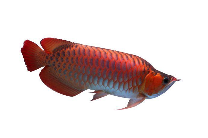 有過濾器的魚缸需要換水嗎（如何判斷魚缸水質好壞）