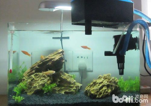 有過濾器的魚缸需要換水嗎（如何判斷魚缸水質好壞）
