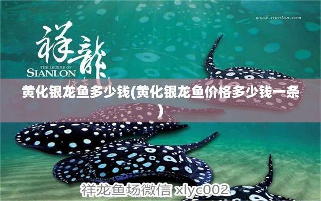 黃化銀龍魚價(jià)格多少錢一條：如何辨別黃化銀龍魚品質(zhì)，黃化銀龍魚產(chǎn)地價(jià)格差異