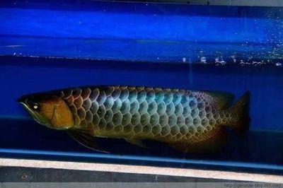 藍底龍魚要用什么顏色燈光照：藍底金龍魚的燈光選擇