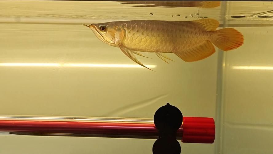 金龍魚選擇什么顏色的燈光比較好