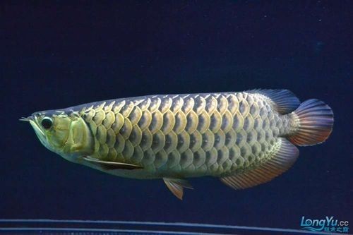 金龍魚選擇什么顏色的燈光比較好