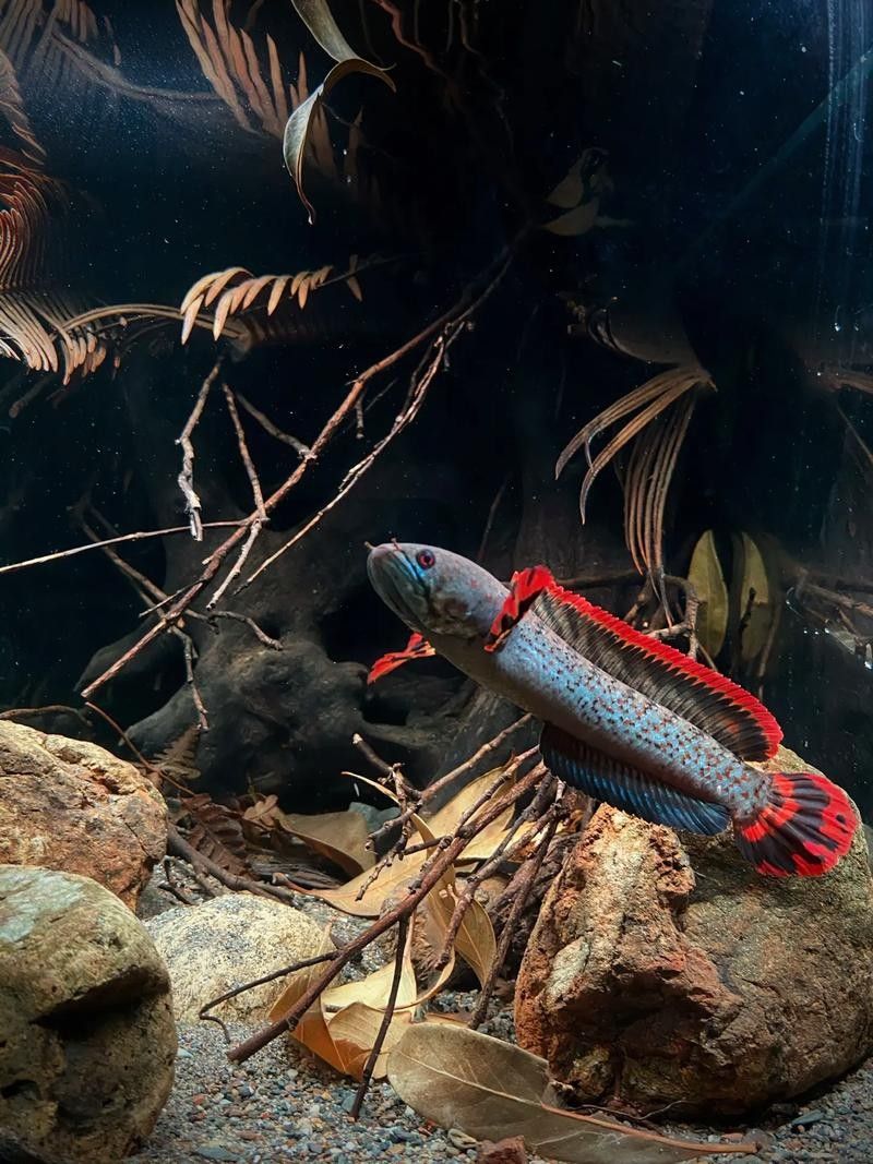 雷龍魚有哪些常見品種圖片？