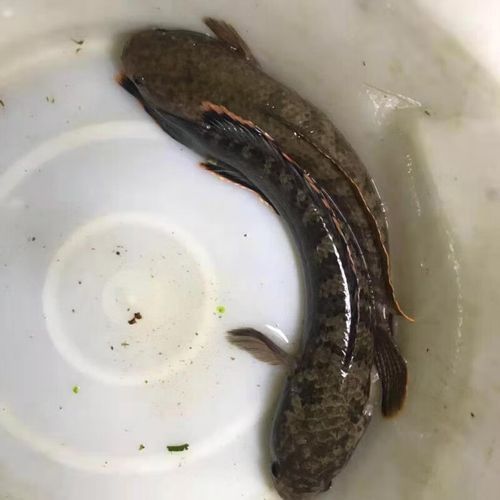 雷龍魚有哪些常見品種圖片？