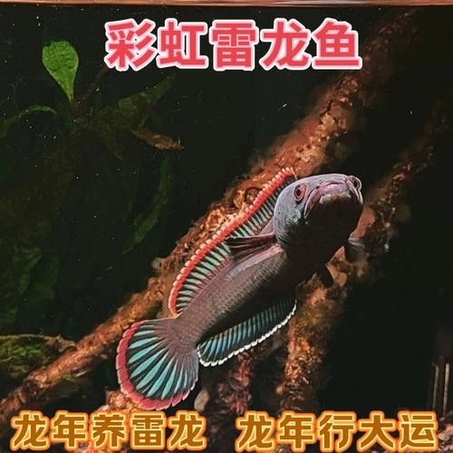 雷龍魚有哪些常見品種圖片？