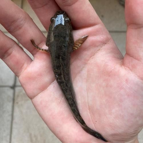 雷龍魚有哪些常見品種圖片？