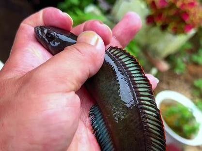 雷龍魚有哪些常見品種圖片？