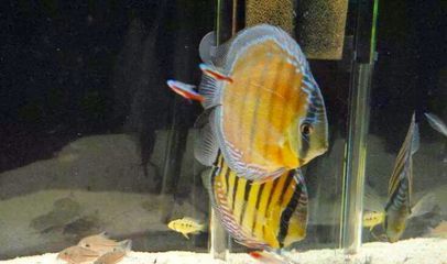 七彩神仙魚和龍魚混養視頻（七彩神仙魚和龍魚可以混養嗎）