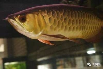龍魚可以吃魚干嗎：龍魚可以吃魚干但需要注意喂食的方法和頻率