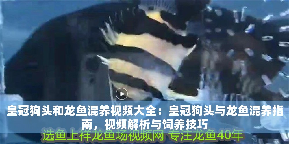 皇冠狗頭和龍魚混養(yǎng)視頻大全：皇冠狗頭與龍魚混養(yǎng)指南，視頻解析與飼養(yǎng)技巧