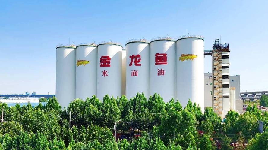 金龍魚標志設計