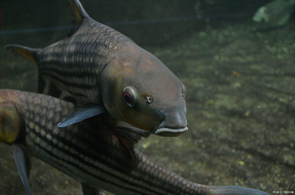 雷龍魚公母可以一起養嗎