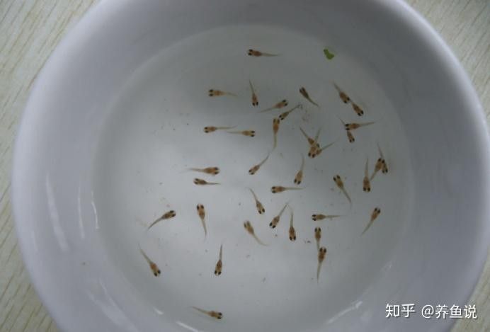 雷龍魚公母可以一起養嗎