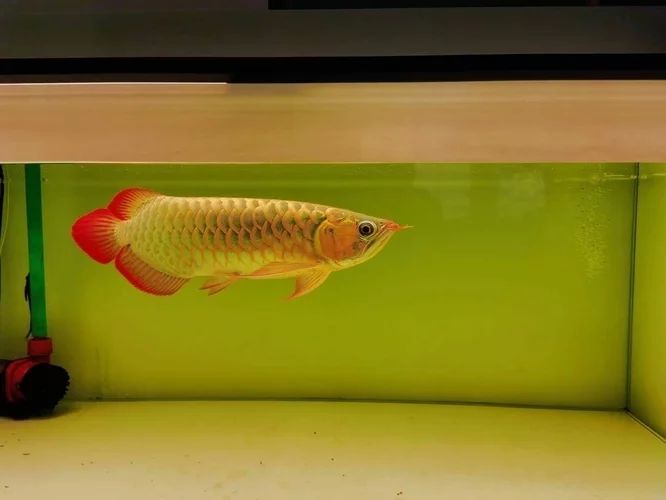 龍魚燈色溫的選擇對龍魚的發色至關重要：龍魚燈光的選擇對龍魚的健康和外觀顏色的展示具有影響