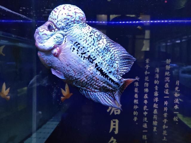 龍魚(yú)輕微蒙眼怎么治好：龍魚(yú)常見(jiàn)病預(yù)防措施龍魚(yú)輕微蒙眼治療效果不明顯