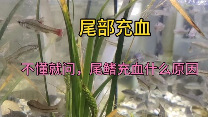 龍魚尾巴充血原因是什么引起的：如何快速檢測龍魚水質問題