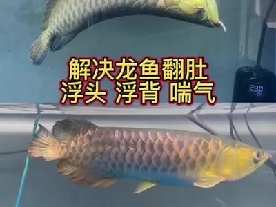 龍魚浮頭治療方法
